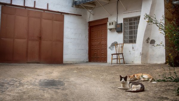 Un parásito, gatos y personas