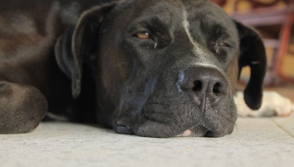 ANSIEDAD POR SEPARACIÓN CANINA ¿CÓMO PREVENIRLA?