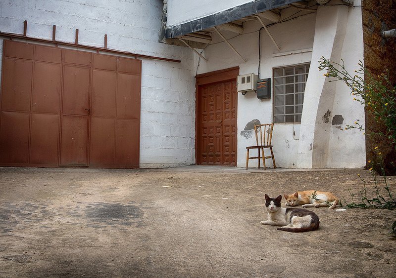 Un parásito, gatos y personas