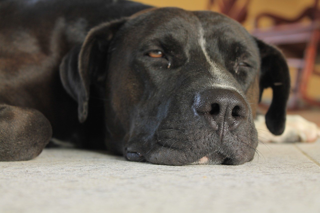 ANSIEDAD POR SEPARACIÓN CANINA ¿CÓMO PREVENIRLA?