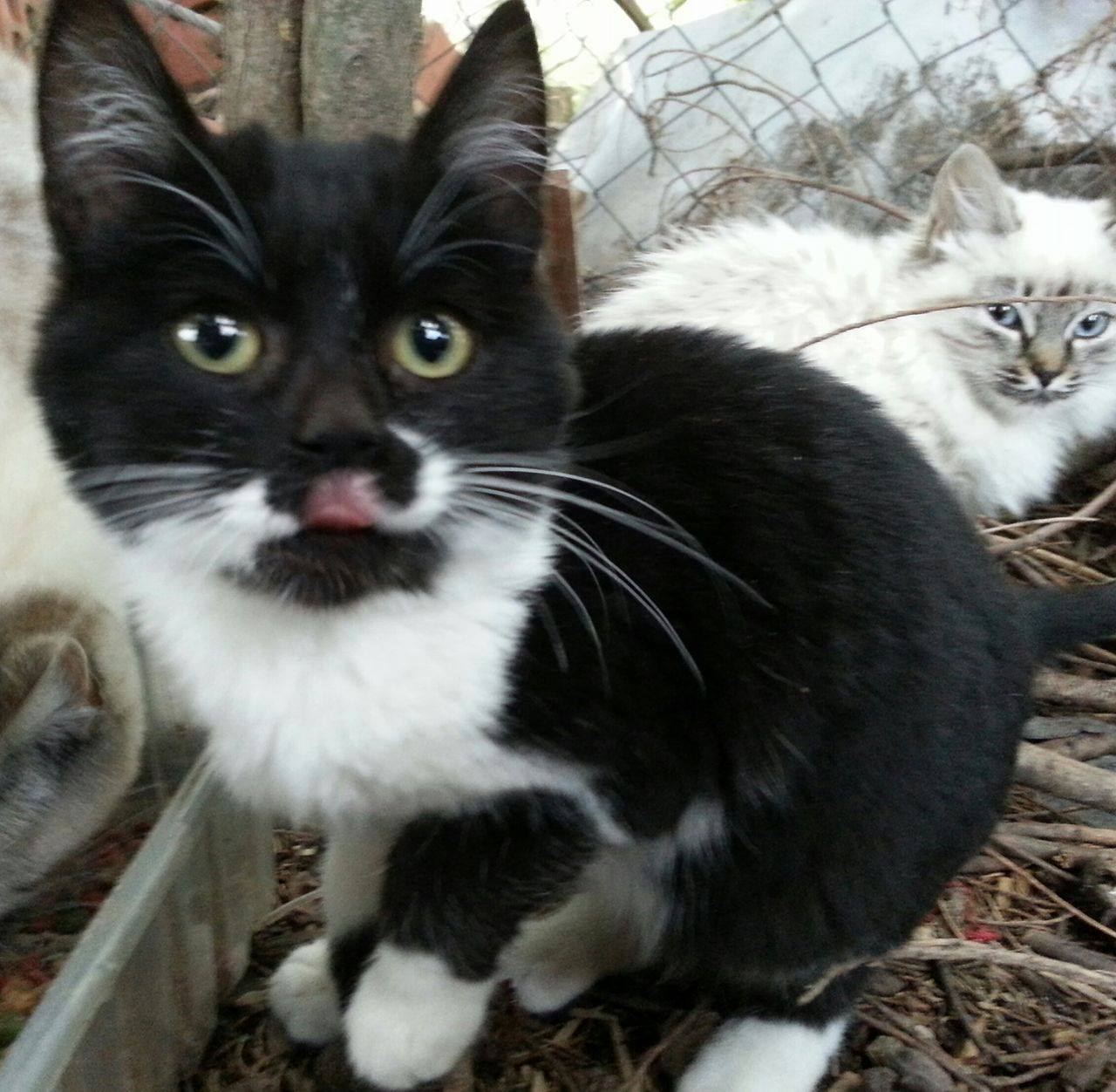 15231445 1211227095623758 741744154 o